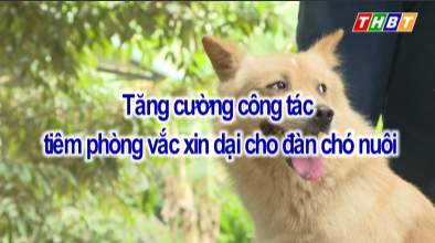 Phóng sự: Tăng cường công tác tiêm phòng vắc xin dại cho đàn chó nuôi 09/8/2022